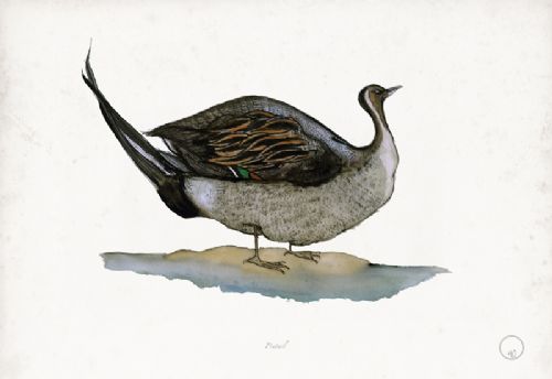Pintail - artist signed print